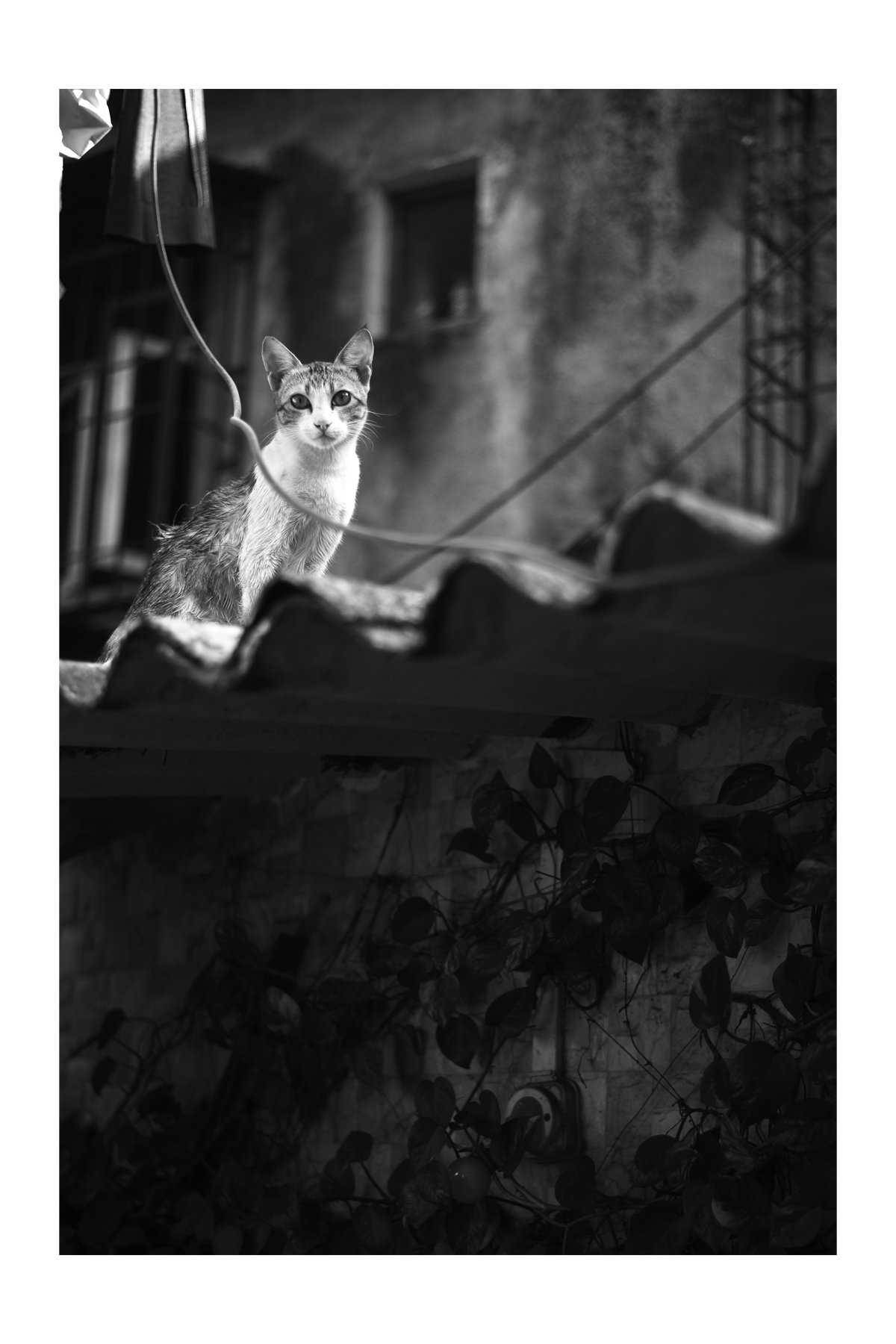 Street Photography