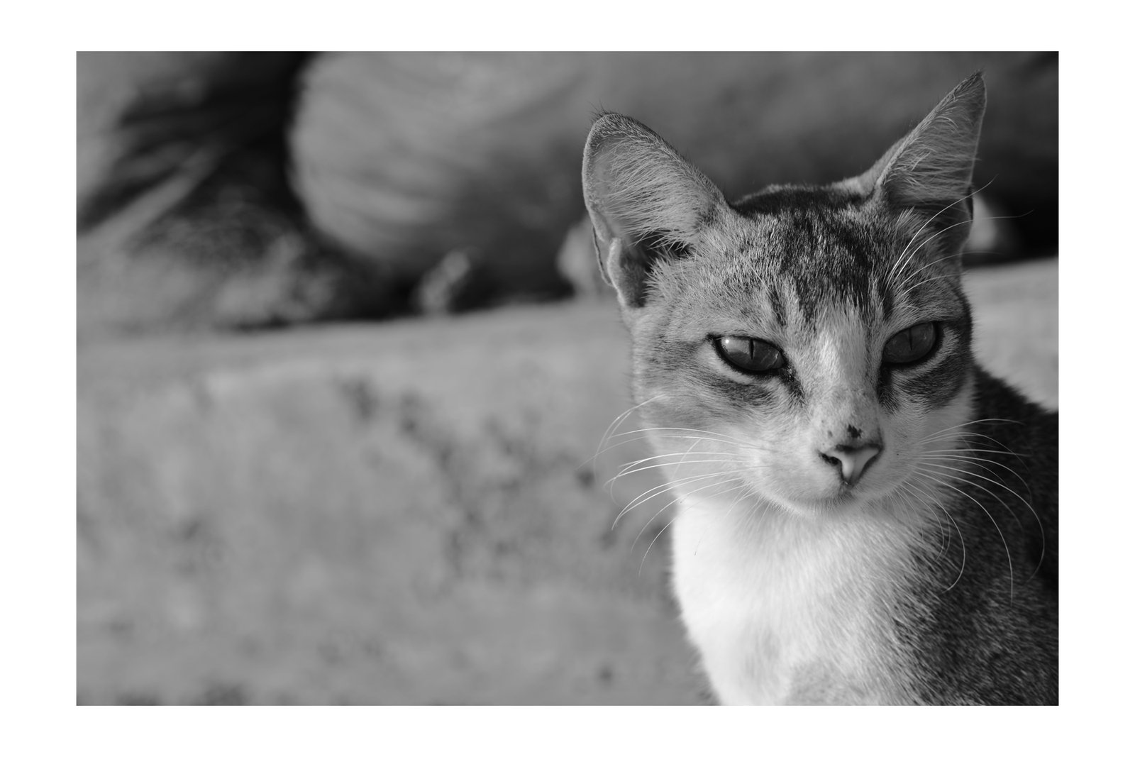 Street Photography